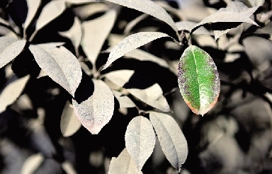 擦拭过的叶子和脏叶子形成鲜明对比