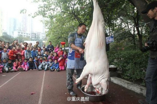 重庆一小学组织现场杀年猪 图片来源：重庆晨报官方微博