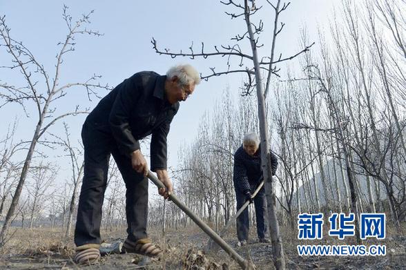 12月21日，丁如钢和老伴给梨树松土。 新华社记者彭昭之摄