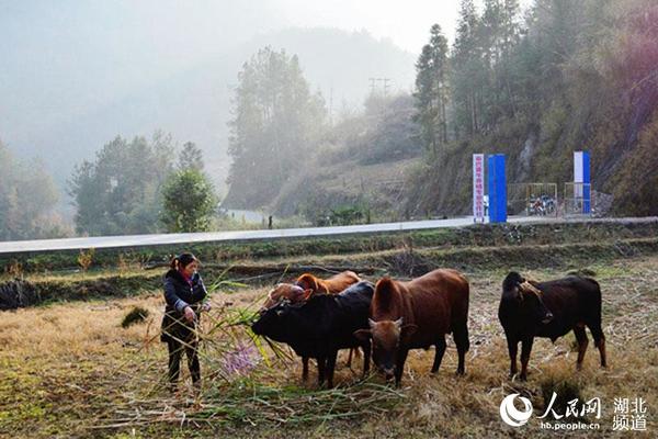 竹山麻家渡人口_竹山麻家渡镇