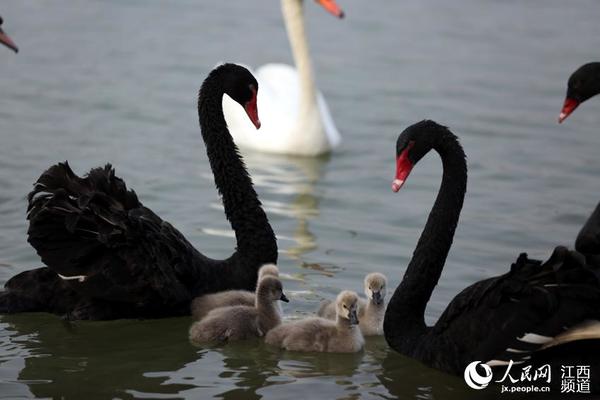 南昌艾溪湖两只黑天鹅在冬季自然条件下孵化出4只宝宝
