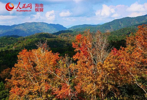 红叶流丹,犹如一抹栖息的晚霞(韩保献摄)