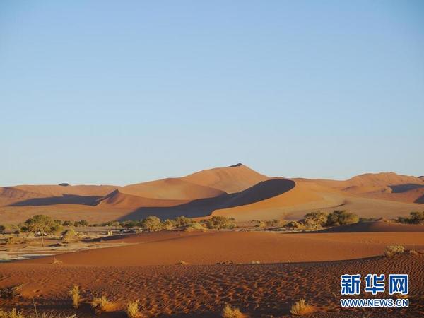 　　2014年12月1日,沙漠里的植物依靠夜间所形成的露水以及吹入海岸的雾霭吸取水分。新华网记者吴长伟摄