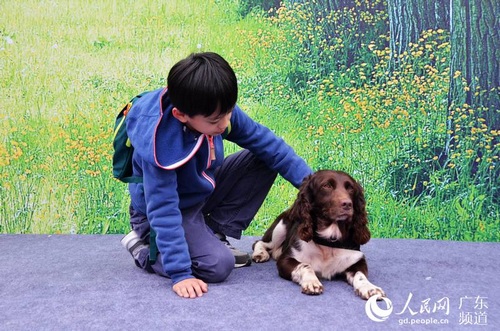 1月10日,搜毒犬现身纪念广州110三十周年暨广州公安工作回顾展活动现场与市民群众亲密接触。林龙勇 摄
