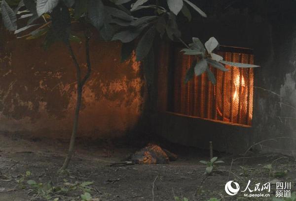 图为鳄鱼正在享受冬日里的取暖福利。王波 摄