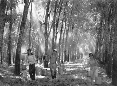 归侨在胶园劳作。（资料图片）