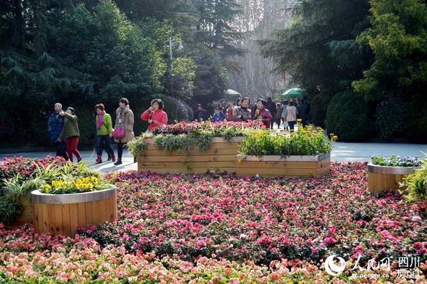 成都市民在人民公园迎着冬日阳光游玩。周栩如 摄