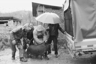 生龙活虎的槐猪要好几个人才能抬上车。