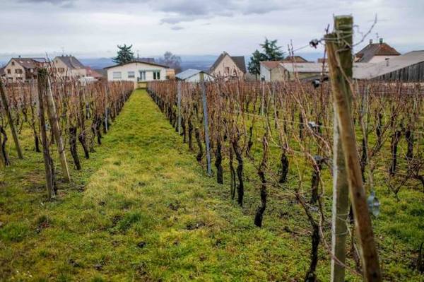 　　↑法国阿尔萨斯地区的葡萄园（摄于2月13日）。