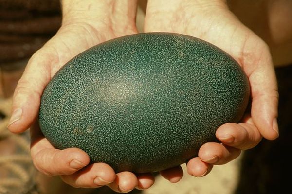 英国巨型鸸鹋蛋标价约228元 单只可做4张煎蛋饼(图)