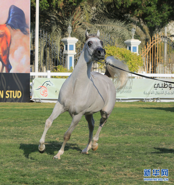 2月13日，一匹马参加2016阿拉伯纯种马“选美”国际锦标赛。新华网记者安江摄
