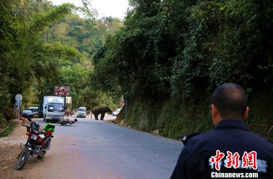 图为森林公安民警封闭道路路,控制车辆和行人向野象靠近 常宗波 摄