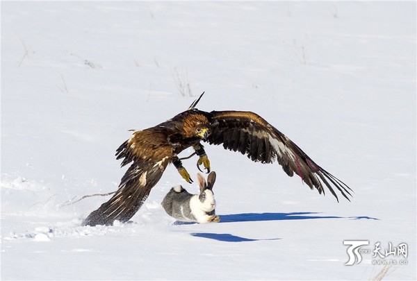 鹰猎比赛，鹰飞兔跳惊险刺激。