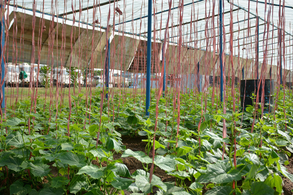 贫瘠的土地上，维和战士汗水浇灌出长势良好的青菜