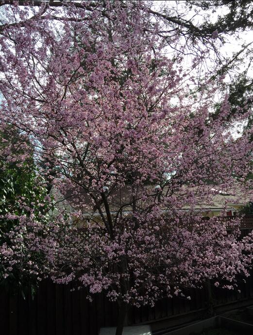 美国的樱花也不甘落后,纷纷绽放。(图片来源:推特)