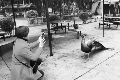 在福州森林公园鸟语林，游客拍照时与动物“保持距离”。