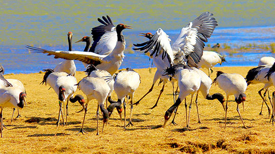 云南省昭通市大山包黑颈鹤之乡