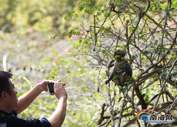 海南南湾猴岛游客多 猴岛保护神化解人猴纠