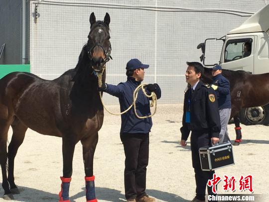 广州马会赛马运动训练中心建设取得重要进展|