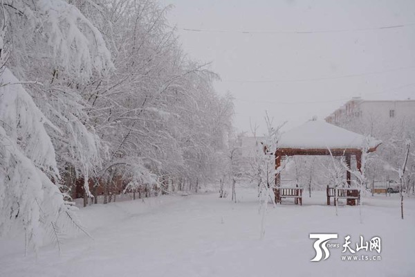 石河子突降瑞雪
