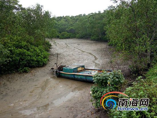 景区红树林中的游船放在林中无人过问。南海网记者 姜飞 摄