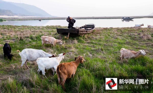 　　 2016年3月6日，羊群在江西鄱阳湖都昌矶山水域附近湖洲上吃草。图片来源：视觉中国