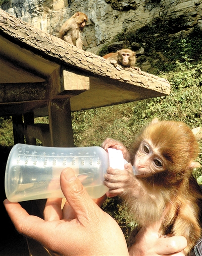 猴年的宝宝多么可爱。