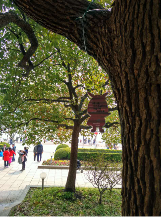 驴妈妈带宝宝认养树木过植树节 世纪公园人气