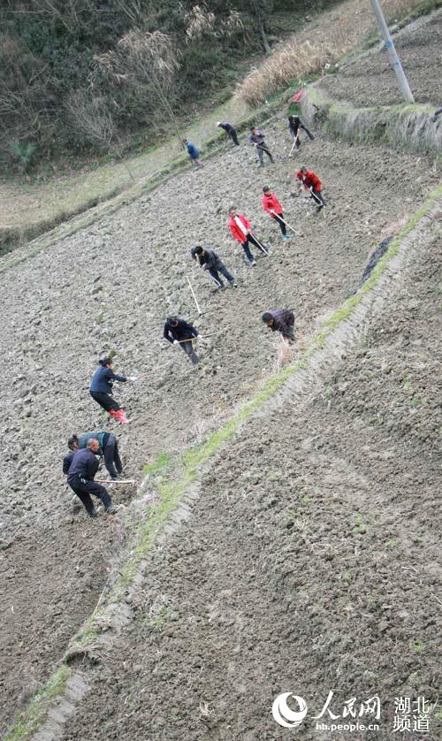 湖北竹溪:专业合作社助民致富|贫困户|农民