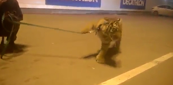 在俄罗斯梁赞的一个商贸中心附近,一名马戏团驯兽师喝醉酒后当街牵着老虎遛弯。(视频截图)