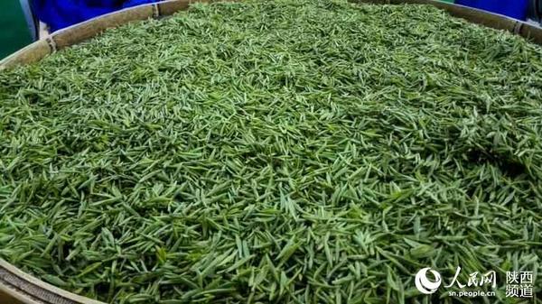 采摘后的鲜叶。罗峰 汪金波 摄