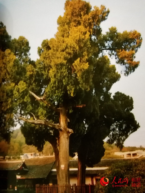 长汀县的2015年福建“柏树王”