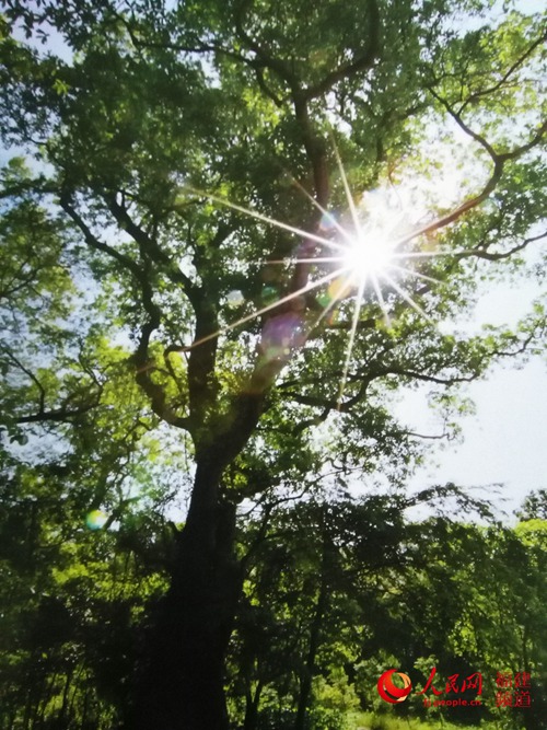 南平邵武县的2015年福建“山杜英王”