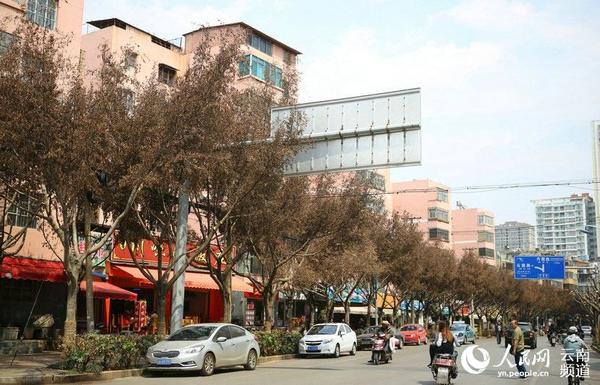 3月16日，昆明市丹霞路上枯黄的小叶榕。（人民网虎遵会摄）