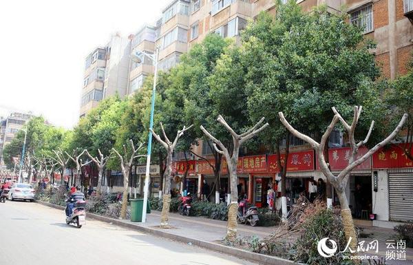 3月16日，昆明市丹霞路上已被“截肢”的小叶榕与香樟木形成鲜明对比。（人民网虎遵会摄）