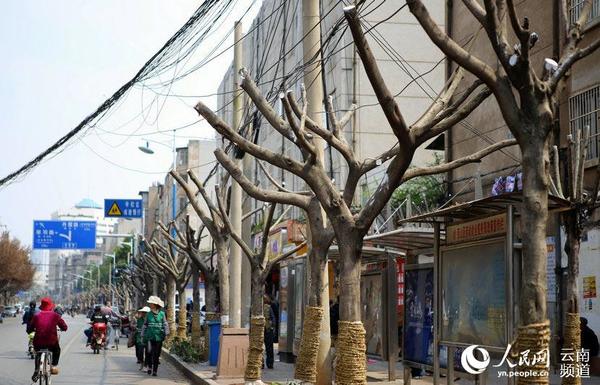 3月16日，位于昆明市丹霞路上的小叶榕已被“截肢”。（人民网虎遵会摄）