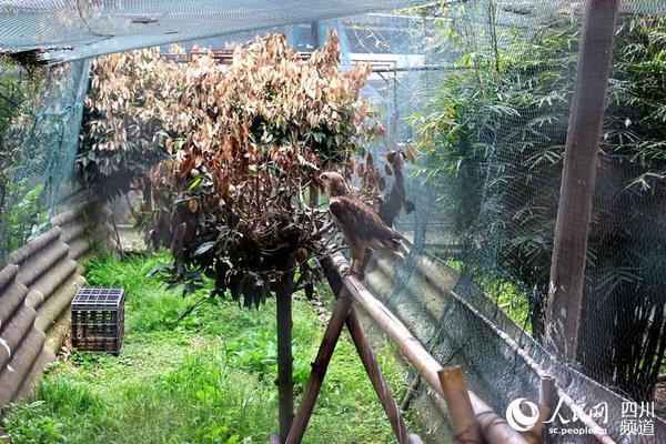 被救助的中型猛禽普通鵟（朱虹 摄）