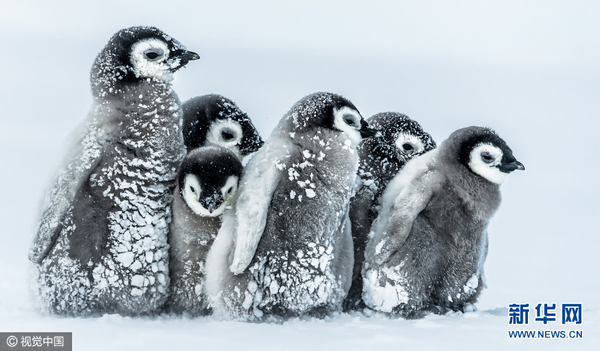 南极洲帝企鹅宝宝抱团取暖(图)
