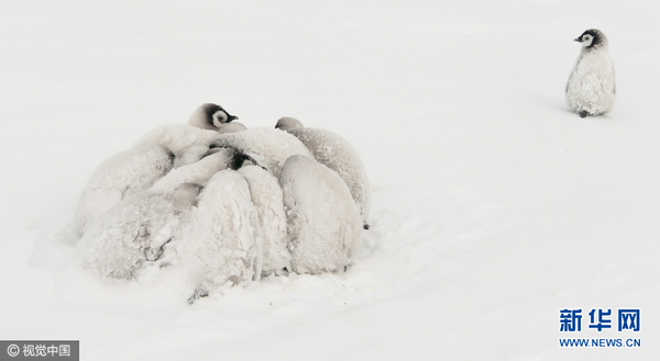 萌萌哒!南极洲帝企鹅宝宝抱团取暖(图)
