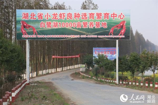 湖北潜江白鹭湖产业扶贫变输血为造血|农业