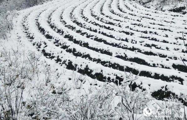 3月24日，曲靖宣威东山寺山顶白雪皑皑。（摄影：浦绍斌）