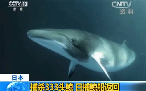  日本 再次捕杀 333头 鲸鱼 其中包括怀孕母 鲸 |捕