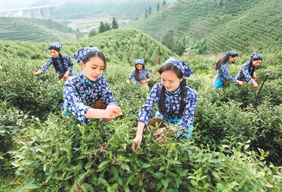 踏青采茶简谱_踏青采茶笛子版