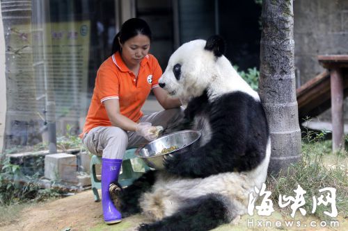 熊猫巴斯饲养员施飞宁突发疾病去世 年仅44岁