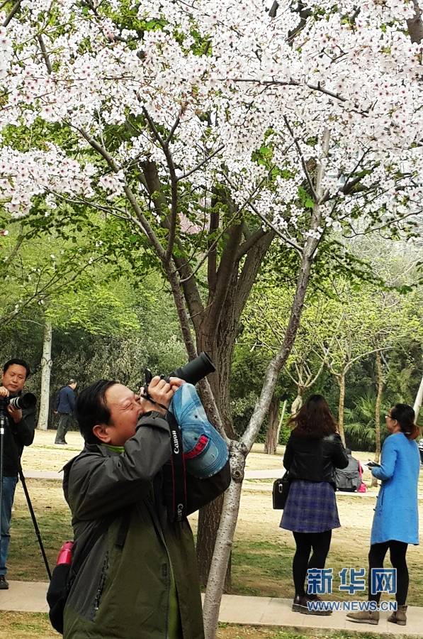 郑州碧沙岗公园内的樱花盛开,吸引无数的赏花人。