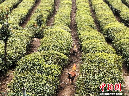 贵州巧解山地方程实现生态富民|旅游区|旅游