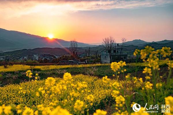 陕西汉阴:油菜花海美如画|油菜花|旅游_凤凰资讯