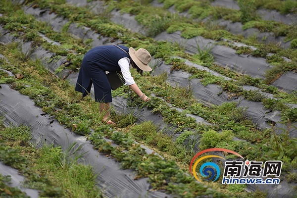 　　游客在龙寿洋农业公园采摘草莓。南海网见习记者 刘洋摄