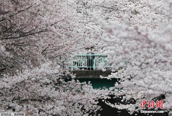 日本迎来最佳赏樱期 东京樱花盛开|游客|气温