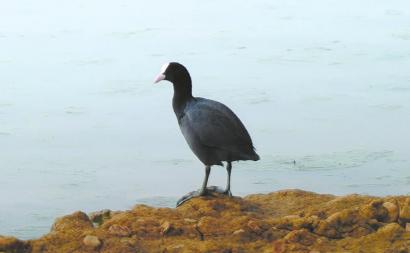 ▲2015年，成都兴隆湖，一只骨顶鸡在水边休息。